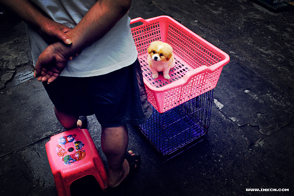 广州清平路宠物市场