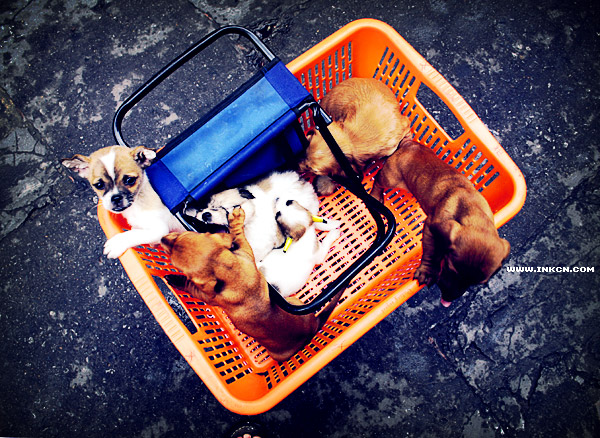 广州清平路宠物市场