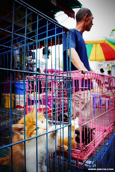 广州清平路宠物市场