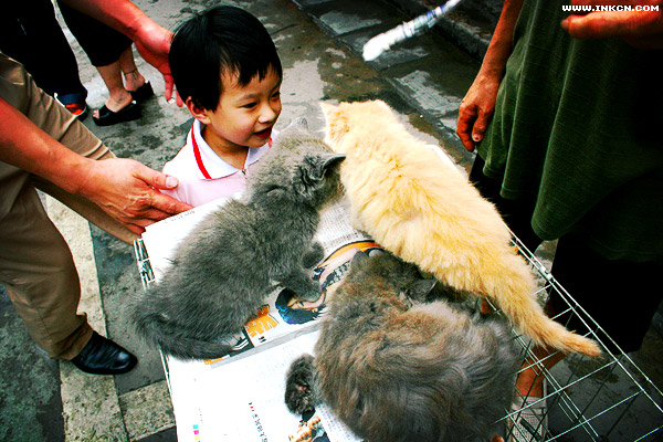 广州清平路宠物市场